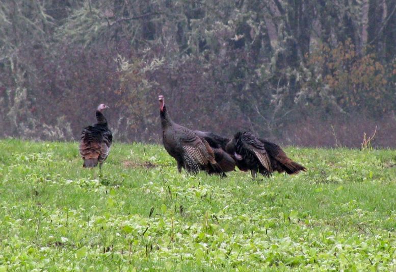 Patoka Valley LimbHangers Held Two-Day Youth Turkey Hunt