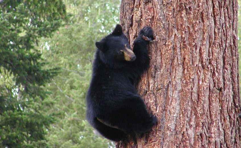 Authorities Investigate Possible Black Bear Sighting In Nearby Floyd County