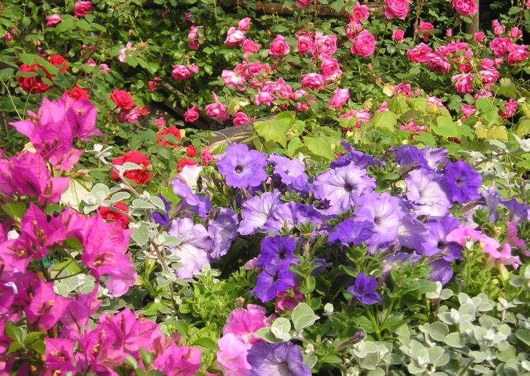Major Curb Appeal a Plants that Bloom All Summer Long