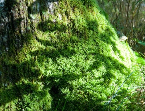 Creating A Moss Garden In Indiana