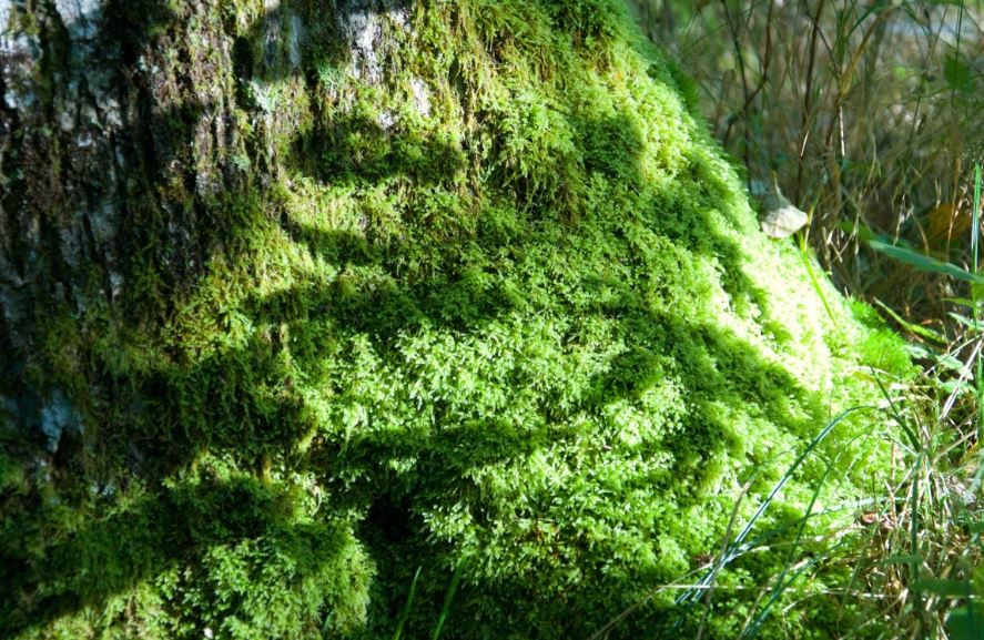 Creating A Moss Garden In Indiana
