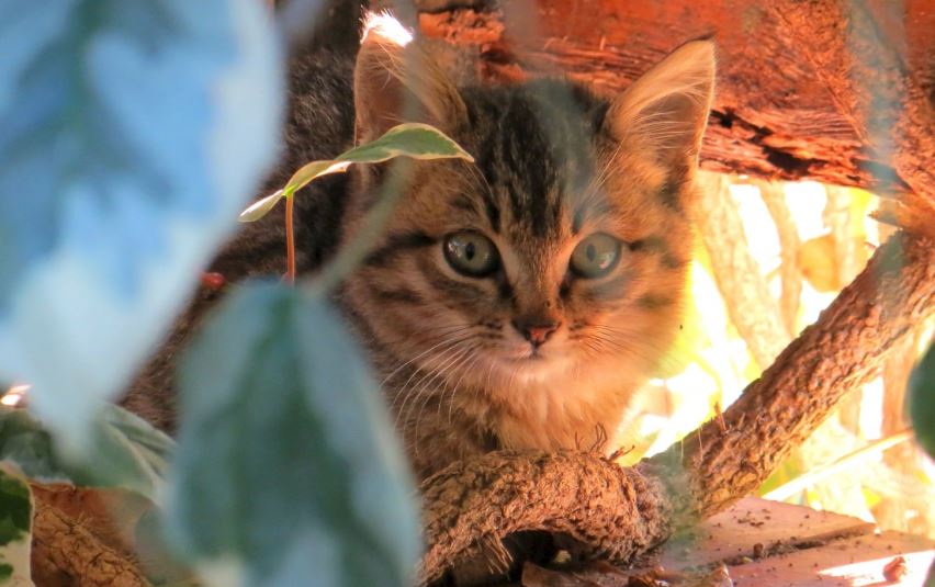 “Does Dubois County Have A TNR Program For Feral Cats?”