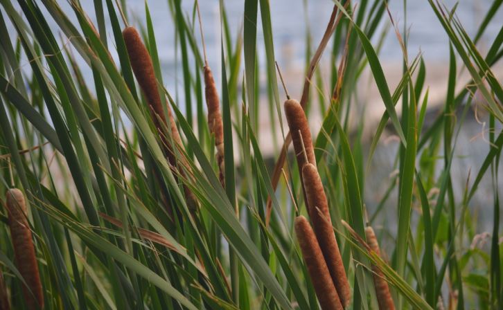 How To Grow Cattails Without A Pond