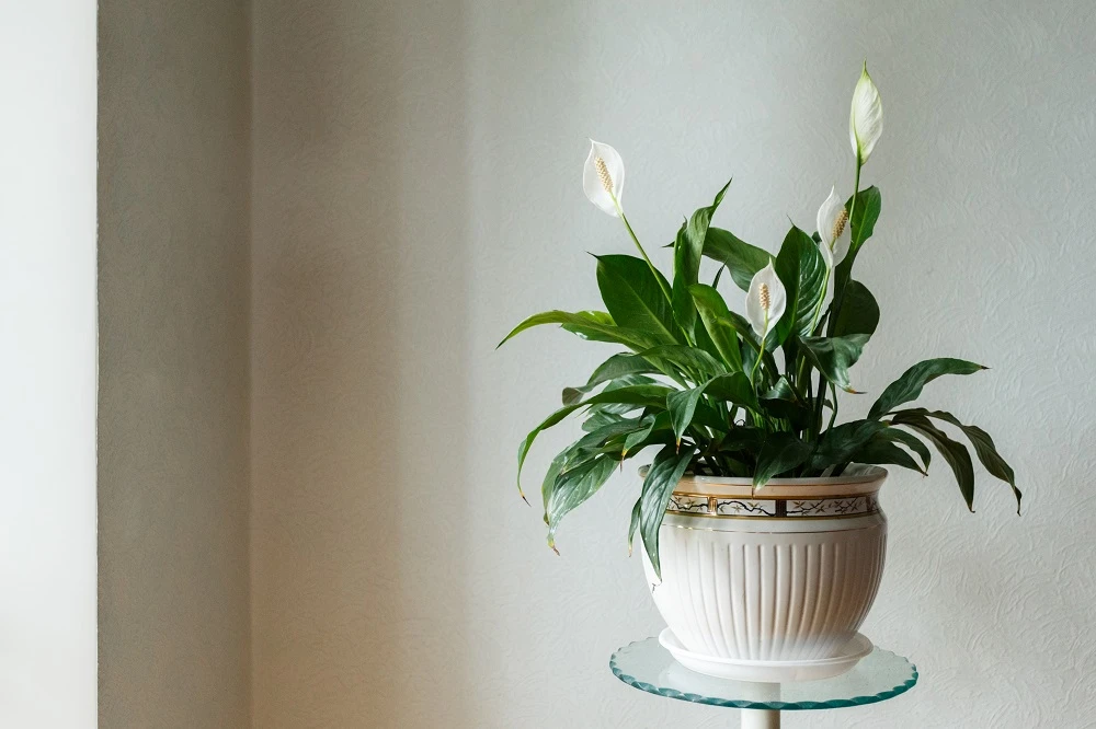 3 Great Indoor House Plants for Improving Air Quality