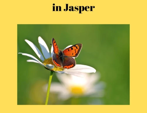 Growing a Butterfly Garden in Jasper