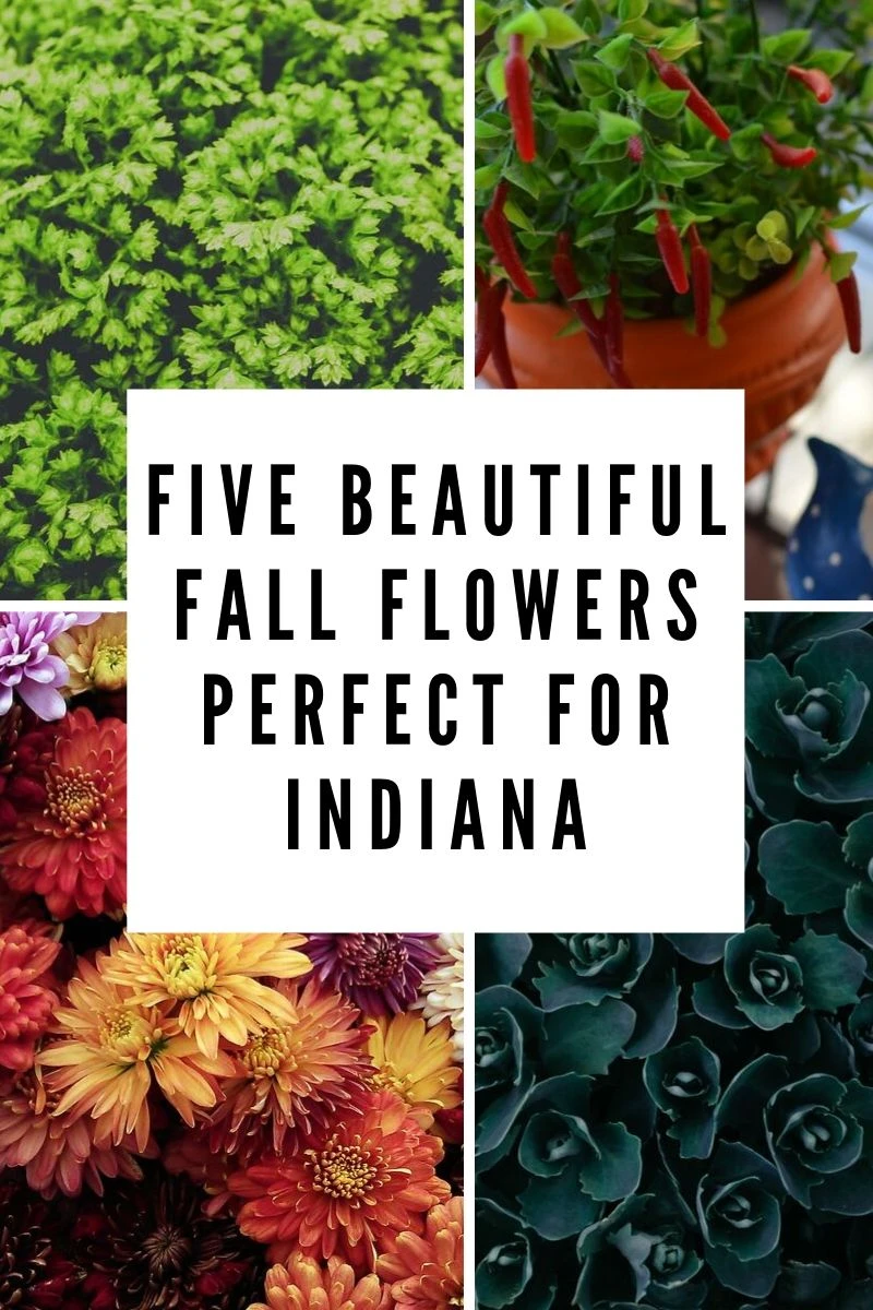 Five Beautiful Fall Flowers Perfect For Indiana