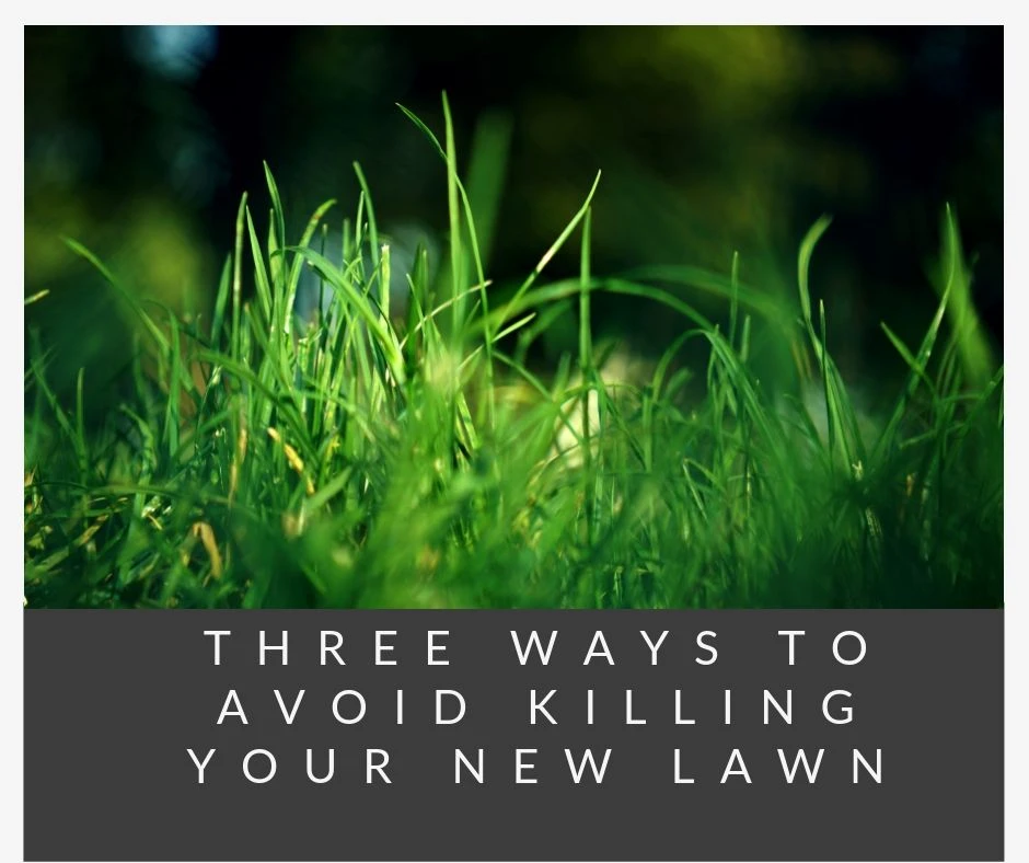 Three Ways To Avoid Killing Your New Lawn
