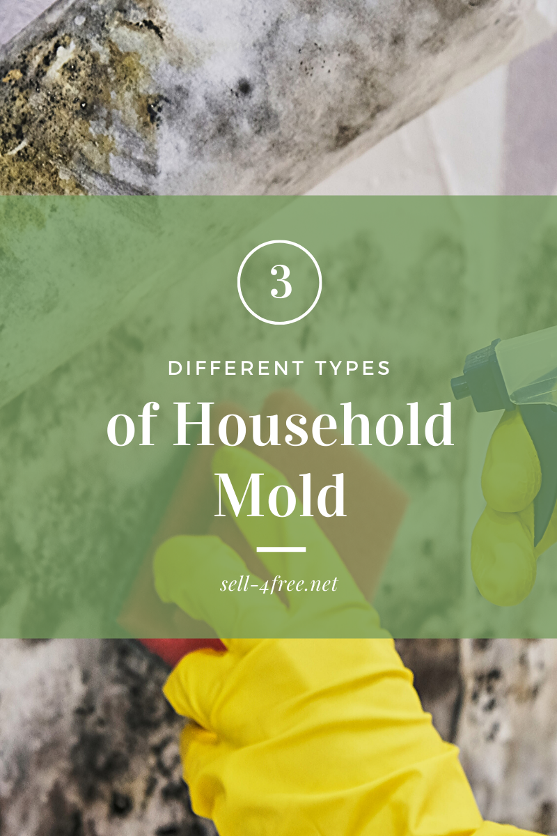 3 Different Types of Mold in Your House and What to Do About It