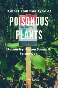 Poison Ivy on the ground with a sign that says Poison Ivy and words 3 Most Common Types of Poisonous Plants: Poison Ivy, Poison Sumac & Poison Oak