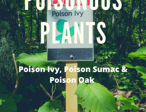 3 Most Common Types of Poisonous Plants: Poison Ivy, Poison Sumac & Poison Oak