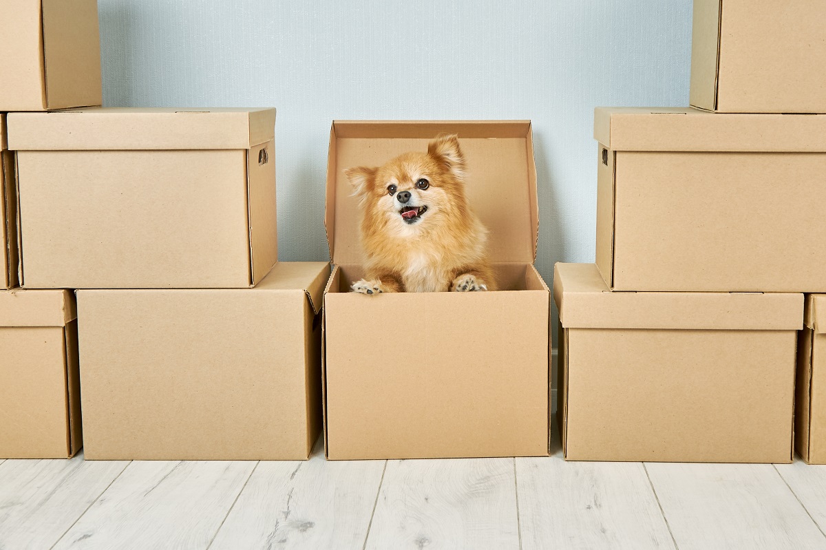 The Ultimate Guide to Moving With Your Dog