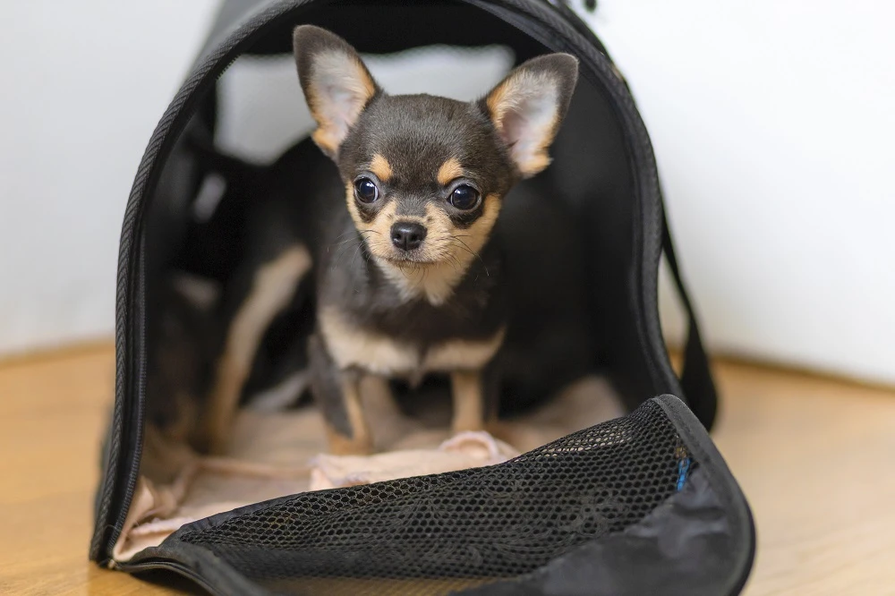 What Should You Do With Your Pets and Valuables During a Home Showing?