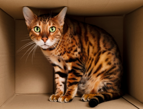 10 Tips for Making Your Move Easier on Your Cat