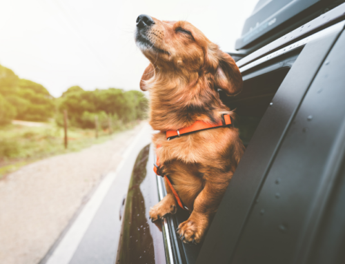 7 Amazing Tips for Moving With a Dog