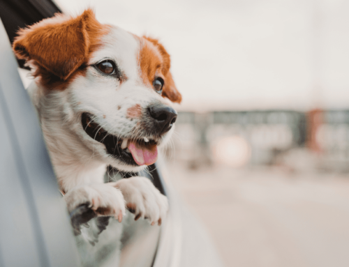 5 Great Tips for Moving With Pets