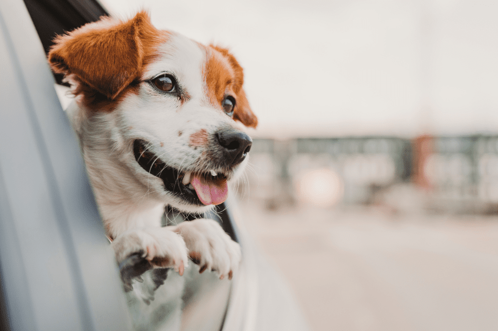5 Great Tips for Moving With Pets