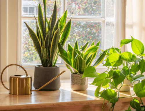 What Plants Are Best for Cleaning the Air in Your New Home?