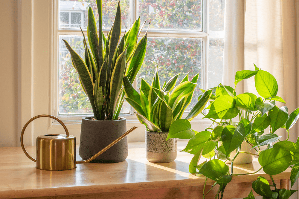 What Plants Are Best for Cleaning the Air in Your New Home