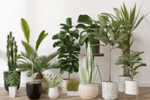 What Plants Can You Use to Improve Indoor Air Quality in Your New Home?