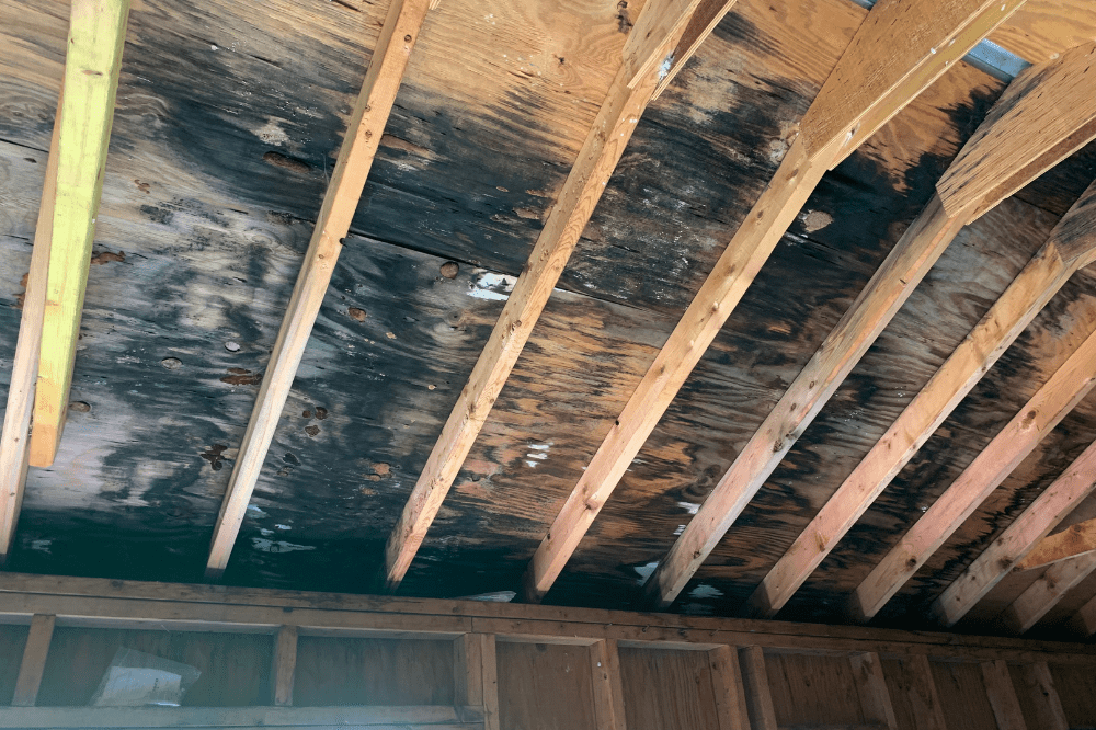 What to Do if There's Mold in a Home You Want to Buy
